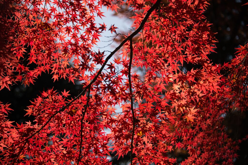 Best Maple tree