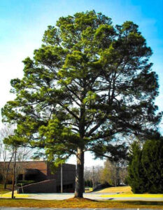 Pine Tree