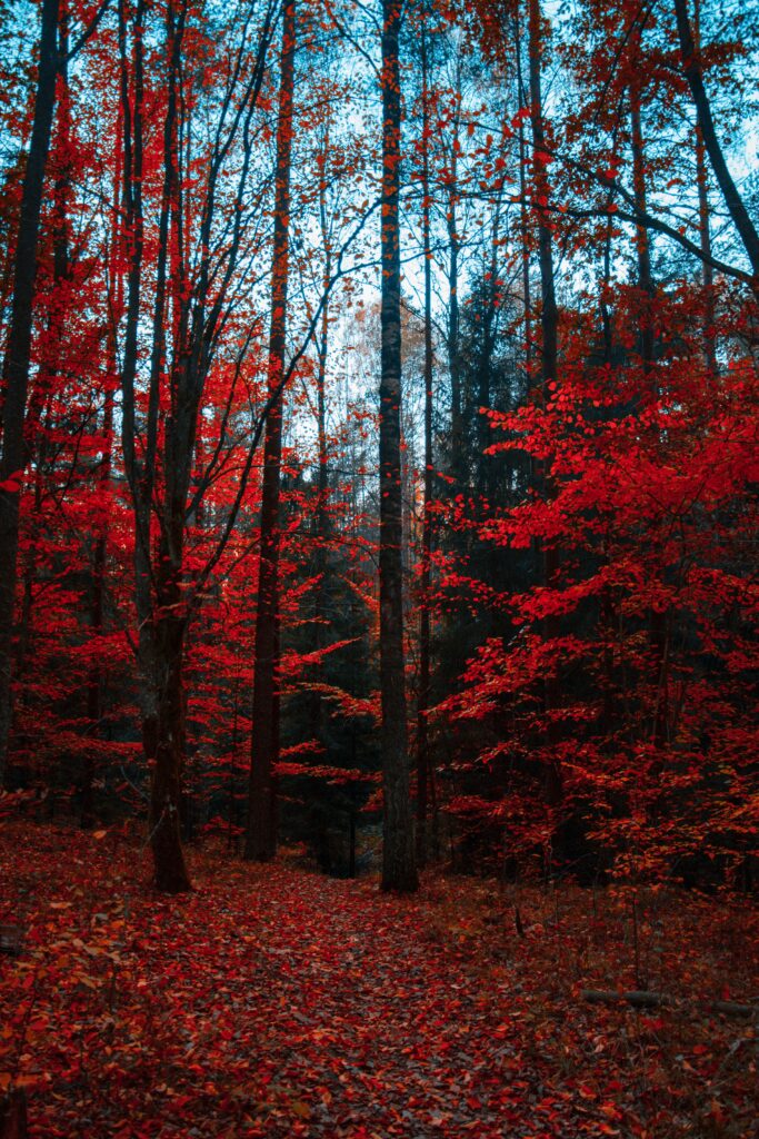 Red Maple tree